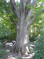 72_back-of-tree.jpg