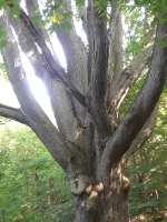 72_dead-branch.jpg