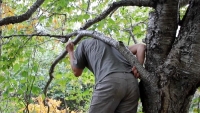 75_yellow-birch-lean-into.jpg