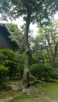 76_05-hiroshima-monks-house-tree.jpg