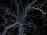 76_16council-oak.jpg