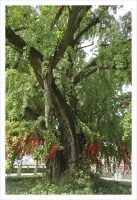 76_gingko.jpg
