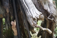76_hollow-tree.jpg