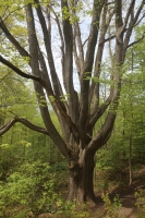 76_meeting-tree-5585-sm.jpg
