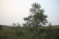 76_stimson-tree.jpg